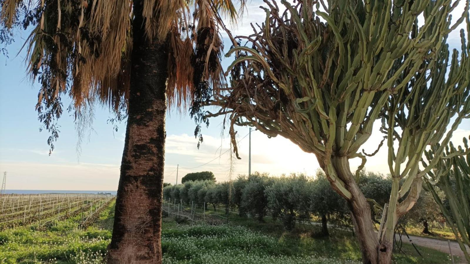 מנפי Casa Bouganville Villetta Tra Le Vigne E Il Mare מראה חיצוני תמונה