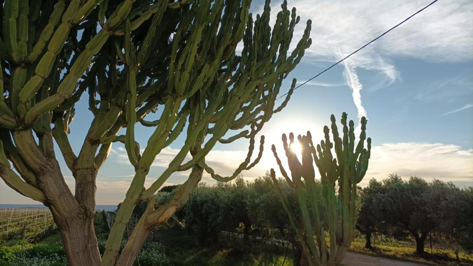 מנפי Casa Bouganville Villetta Tra Le Vigne E Il Mare מראה חיצוני תמונה